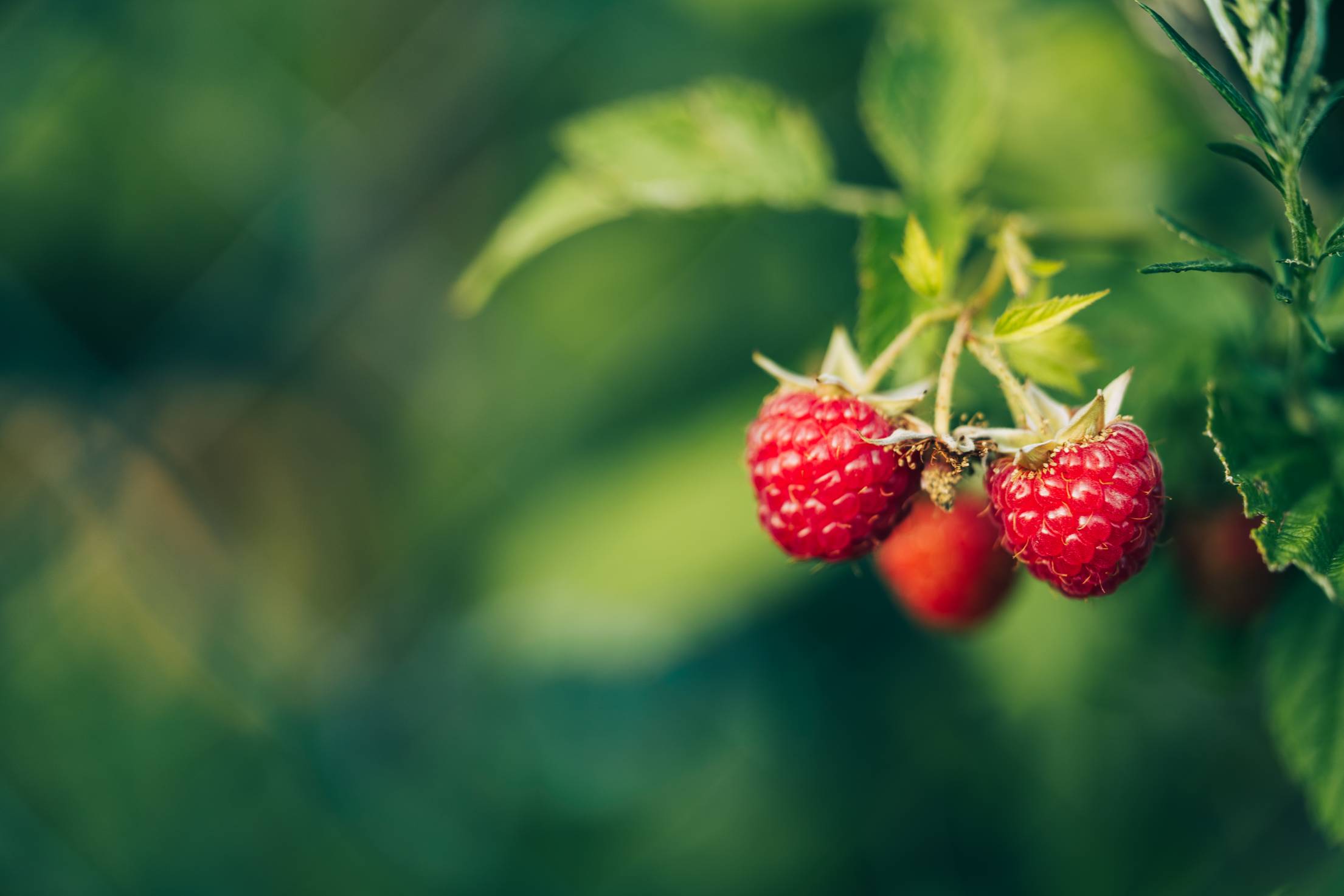 树莓都能做哪些用途，树莓怎么做